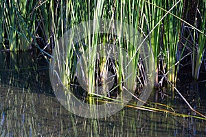 Louisiana Marsh Wetlands