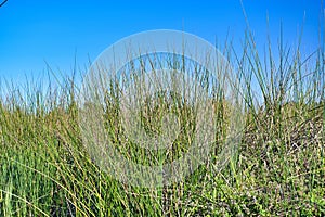 Louisiana Marsh Wetlands