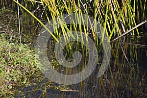 Louisiana Marsh Wetlands