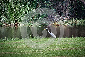 Louisiana Marsh Wetlands