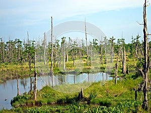 Louisiana near New Orleans Swamp