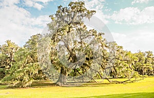 Louisiana Oak Trees