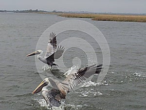 Louisiana pelicans