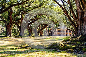 Louisiana plantation with a beautiful line of oaks