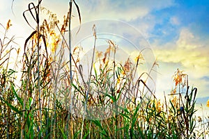 Louisiana Rivercane photo