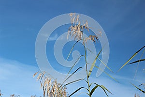 Louisiana Rivercane photo