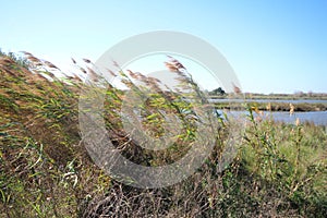 Louisiana Rivercane photo