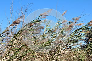 Louisiana Rivercane photo