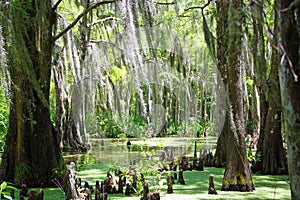 Louisiana Swamp