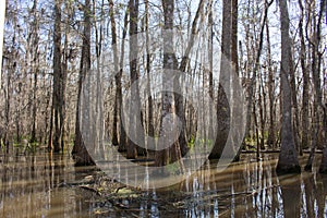 Louisiana Swamp