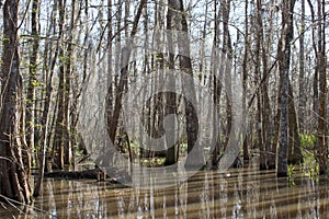 Louisiana Swamp