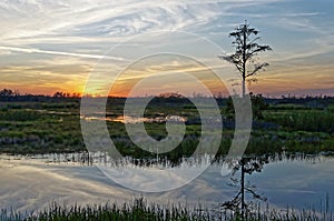 Louisiana swamp sunset and silhouettes