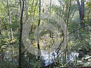 Louisiana swamps in November