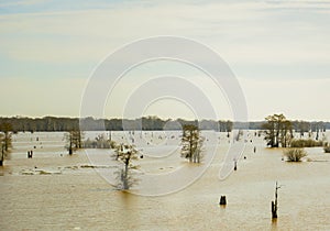 Louisiana Swamps