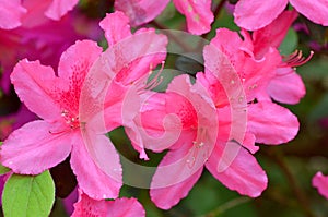 Louisiana USA - Close up of pink blooming southern azaleas Rhododendron indicum