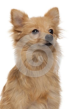 Loulou de Pomeranie, 7 months old