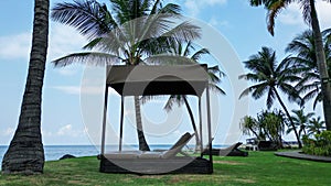 Lounge chair on a green grassy beach near the palm trees