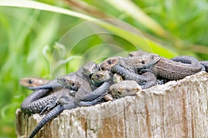 Lounge, group or bundle of Common Lizards