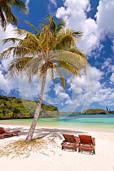 Loungers under a palm tree on a tropical beach