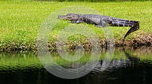 Lounging Alligator