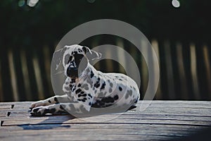 Lounging black and white dog