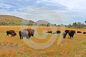 Lounging Buffalo Herd