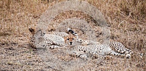 Lounging Cheetahs