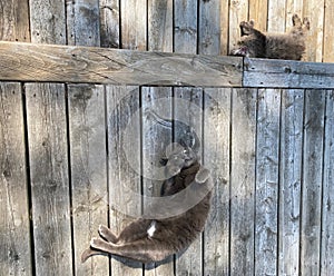 Lounging Deck Cats