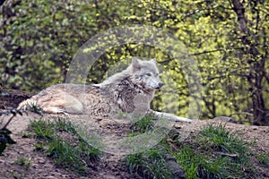 Lounging grey wolf