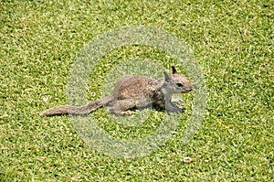 Lounging ground squirrel