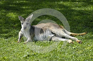 Lounging Kangaroo