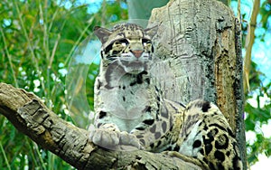 Lounging Leopard
