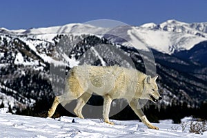 LOUP BLANC DE LA TOUNDRA canis lupus tundrarum