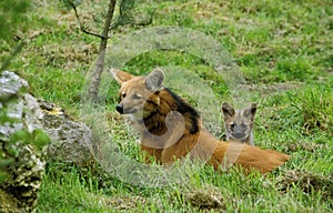 LOUP A CRINIERE chrysocyon brachyurus