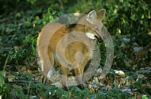 LOUP A CRINIERE chrysocyon brachyurus