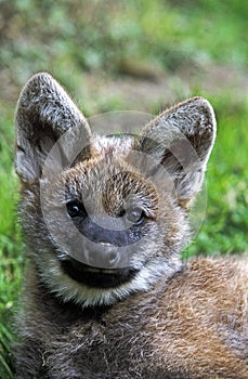 LOUP A CRINIERE chrysocyon brachyurus