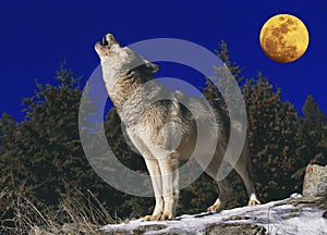 LOUP D`EUROPE canis lupus
