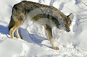 LOUP D`EUROPE canis lupus