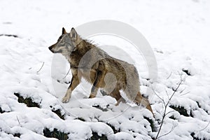 LOUP IBERIQUE canis lupus signatus