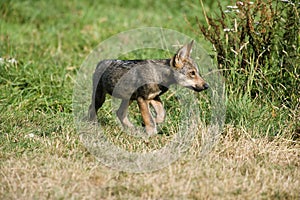 LOUP IBERIQUE canis lupus signatus