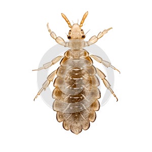 Louse Insect Macro with Brown Mottled Pattern on White Background phthiraptera entomology