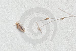 Louse and nits cocoons on white paper background