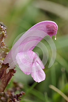 Lousewort