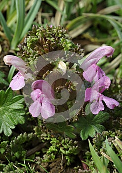 Lousewort
