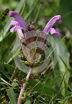 Lousewort photo