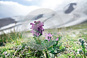 Lousewort, wood betony photo