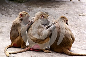 Lousing monkeys