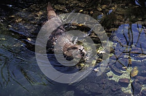 LOUTRE CENDREE aonyx cinerea