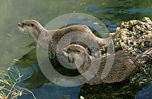 LOUTRE CENDREE aonyx cinerea