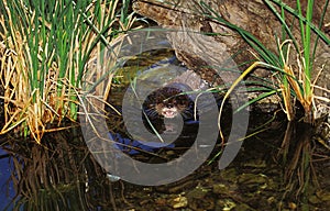 LOUTRE CENDREE aonyx cinerea